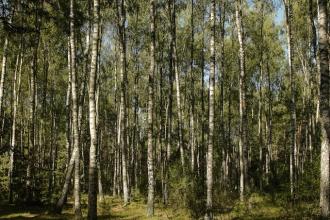 Lasy prywatne - informacje dla powiatów